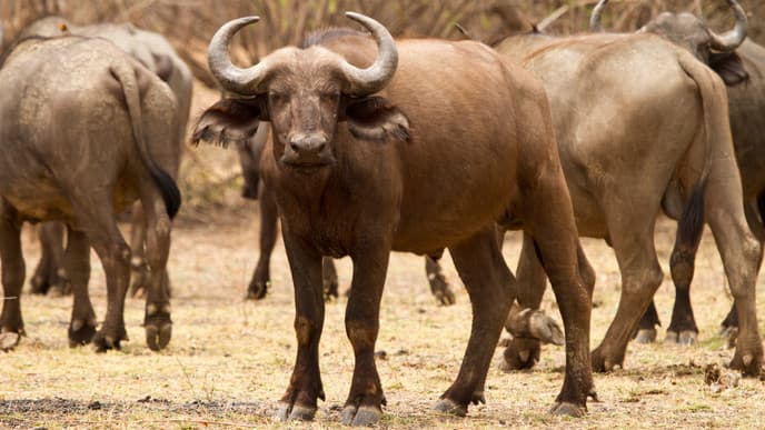 Game Drive In Chobe National Park