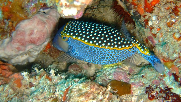 Schnorcheln und Fischen