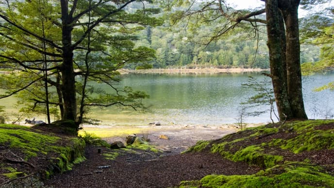 Vogelbeobachtugen und Spaziergänge in Te Anau