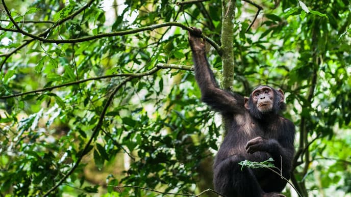Searching for chimpanzees