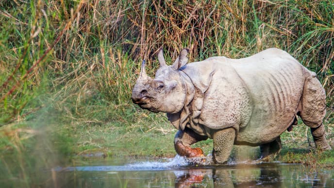 Thrilling Wildlife Safaris by Car, Boat, and Foot