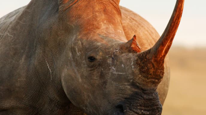 Wildnis und faszinierende Tiere