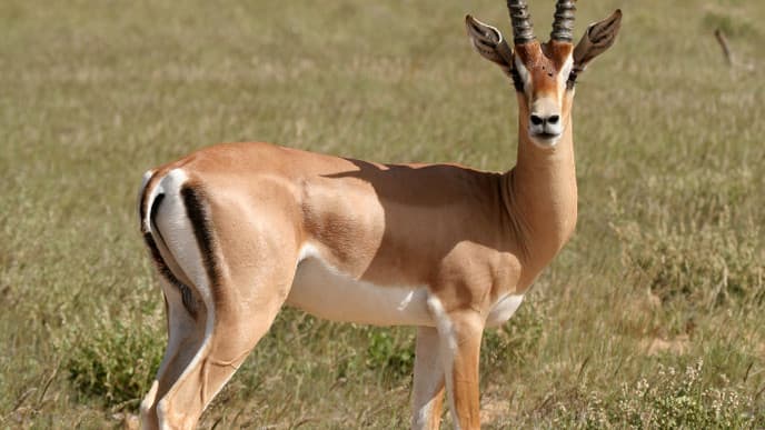 Explore The Wildlife Of Kenya