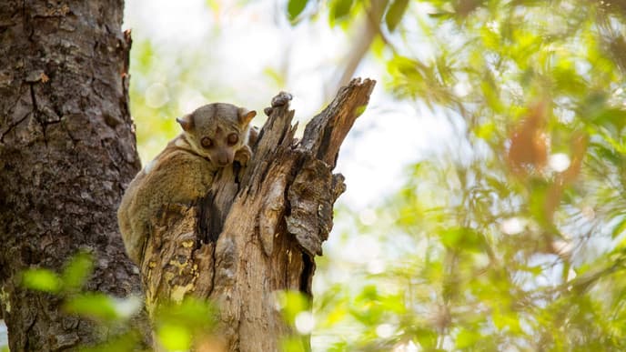 Journey to the bush
