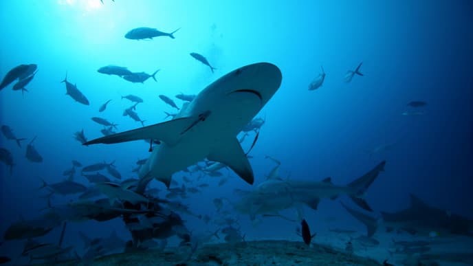 Fischschwärme bei den Murcielago-Inseln