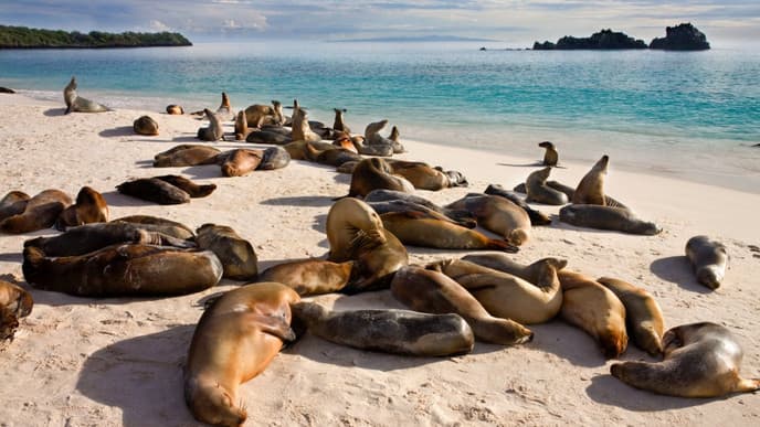 Searching for sea lions & more snorkeling