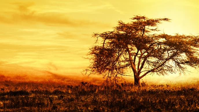 Die Grassavanne der Maasai Mara