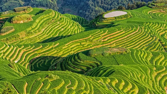 Hike Across Serene Rice Terraces
