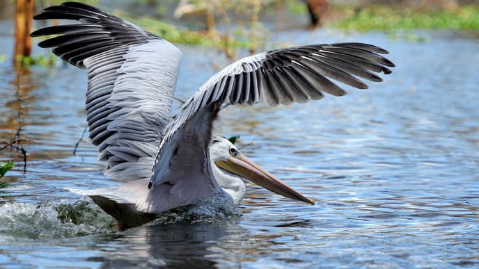 See Wildlife at Lake Nakuru National Park