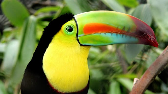 Aufbruch in den Dschungel