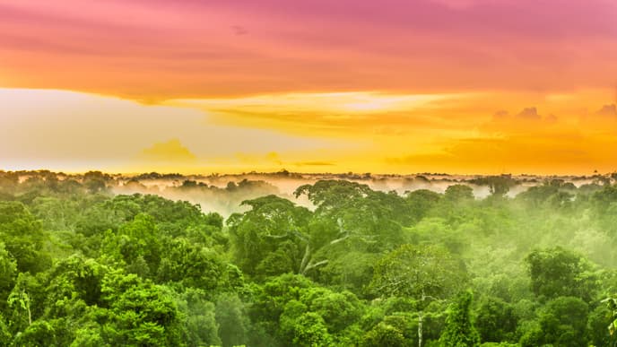 Discover the Treasures of the Amazon