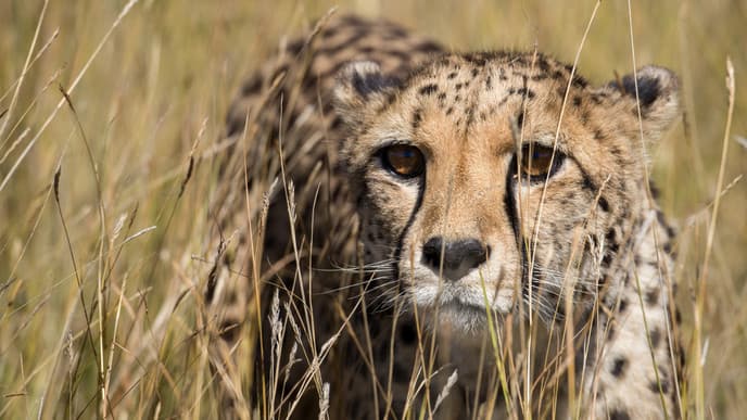Dive into the world of cheetahs