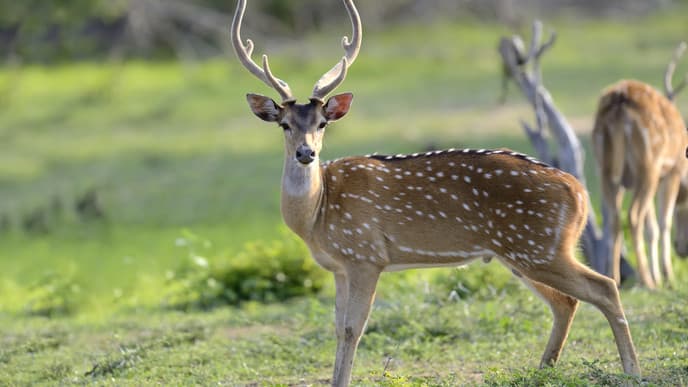 Safari & Heiligtum der Hindus