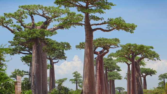 Rückfahrt von Bekopaka nach Morondava