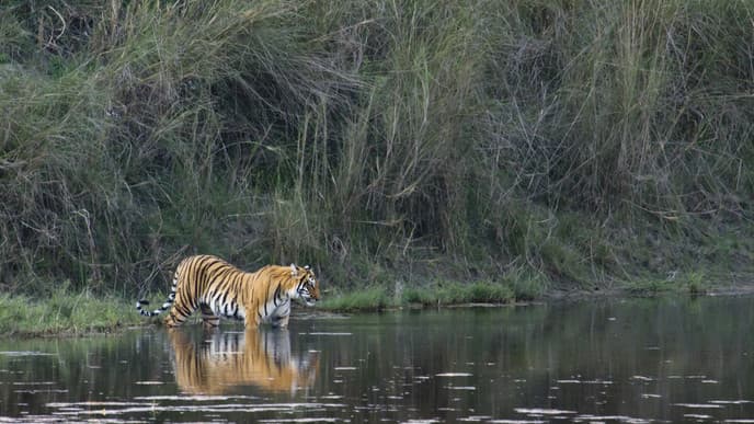Dschungel-Safari im National Park