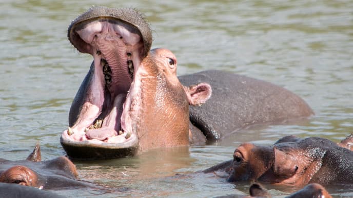 Bootstrip zu den Flusspferden