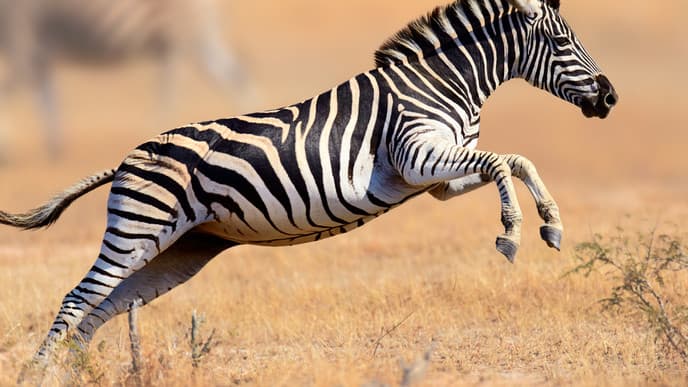 Safari at Kruger National Park