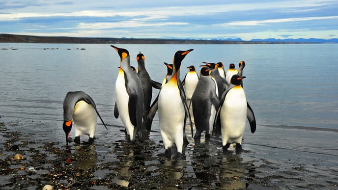 Sail the Ushuaia - Beagle Channel And Spot Penguins