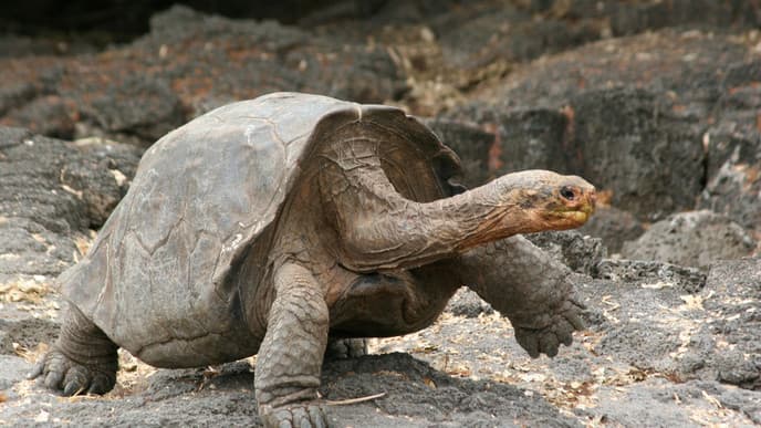 Giant tortoises in the Galapagos