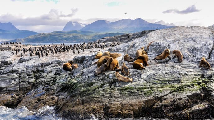 Wildlife spotting on the Beagle Channel