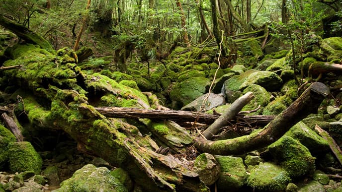 The otherworldly forests of Yakushima