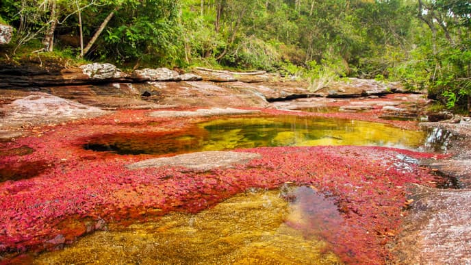 Fly To Amazing Caño Cristales
