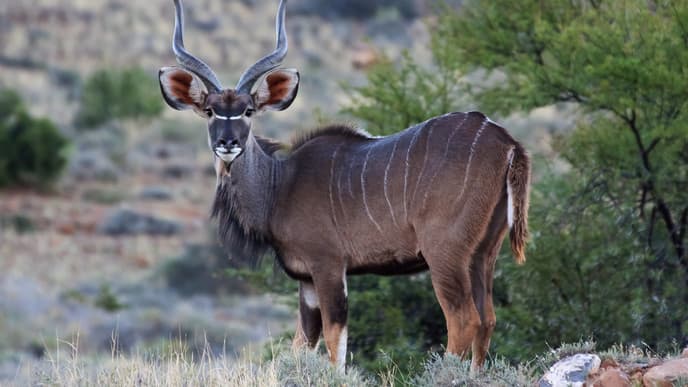 Karoo Nationalpark
