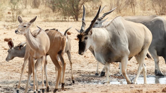 Von der afrikanischen Wildnis zurück in die Heimat