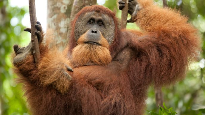 Furry orang utans