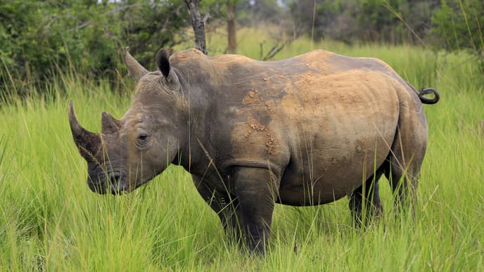 Zu Fuß zu den Nashörnern