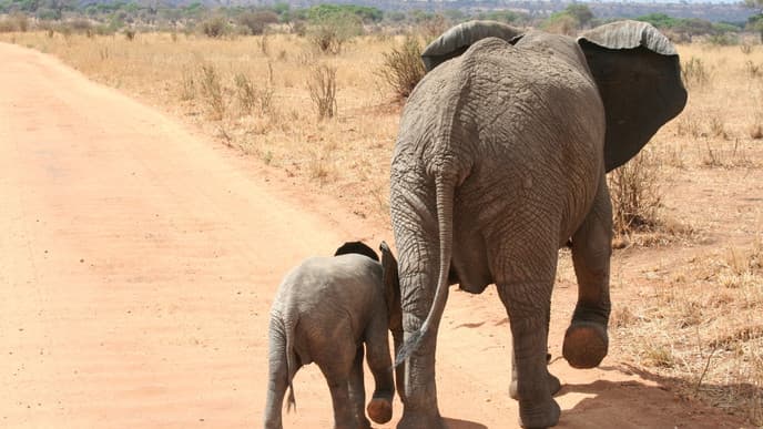 Explore Tarangire National Park