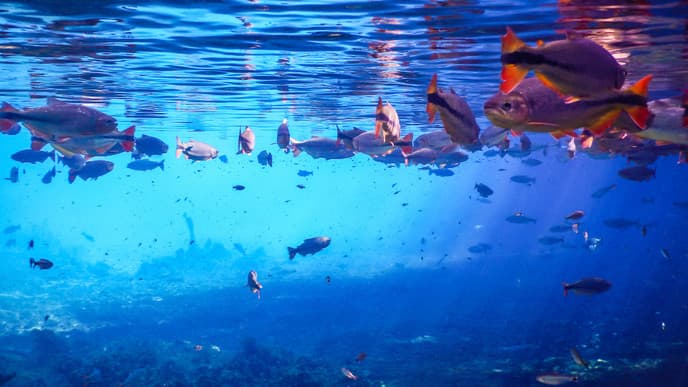 Bom Jardin & Lagoa Azul: snorkelling & bird watching