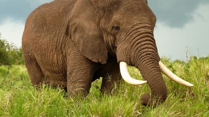 Baobas and Elephants in Tarangire National Park
