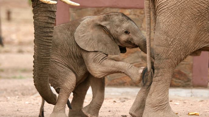 Elefanten im Trockenfluss Ugab