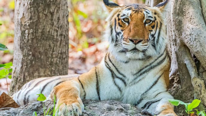 Explore India's oldest National Park