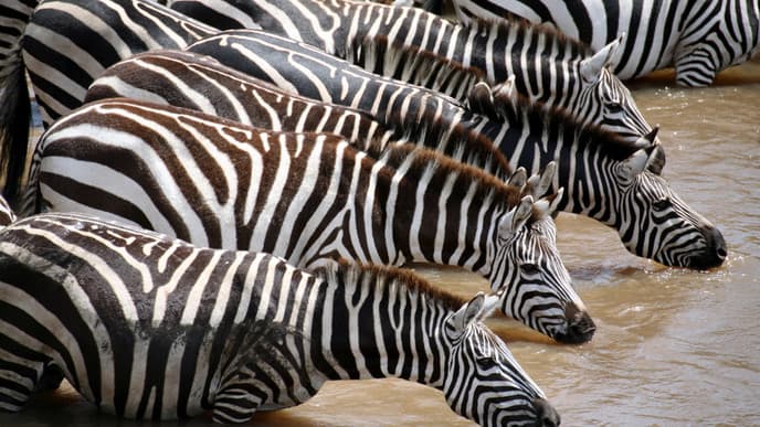 Maasai Mara intensiv