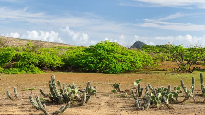 Wayuu settlements on the way to Cabo de la Vela