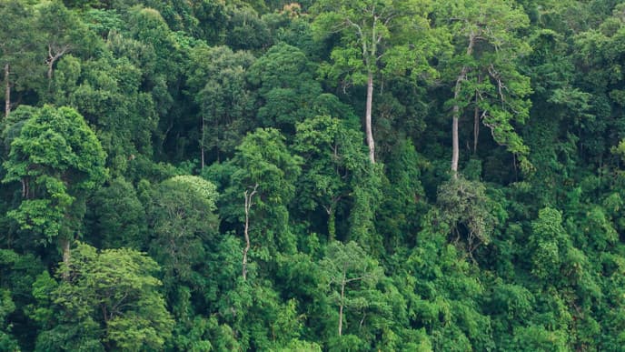 Zip-lines & treehouse dwellings