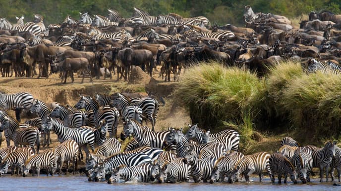 The Wildlife of the Serengeti