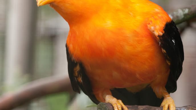 Unberührte Natur und gefährdete Tierarten entdecken