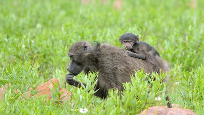 Der Marakele National Park und seine Schönheiten