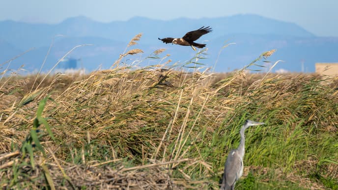 Walking in  Albufera Natural Park and Valencia's famous Paella