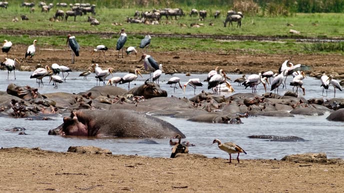 Löwen und Vögel am Lake Manyara