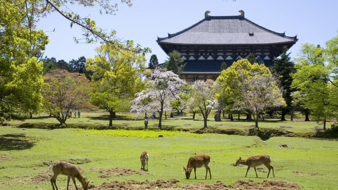 Die ehemalige Hauptstadt und ihre tierischen Bewohner