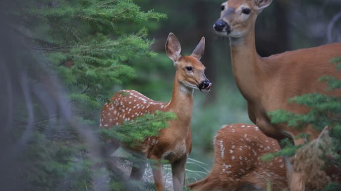 Cañas: Die historische Hacienda La Pacífica