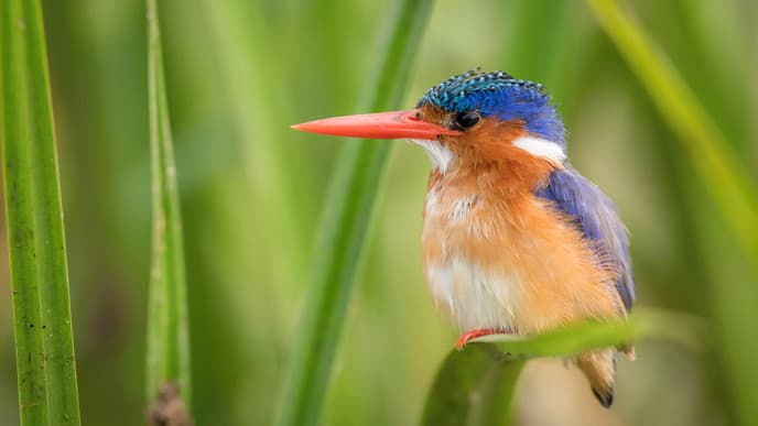 Birding in Mabira Forest
