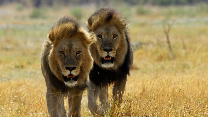 Explore The Savuti Game Reserve