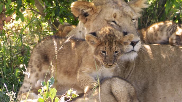 Letzte Pirschfahrt im Tsavo Ost Nationalpark
