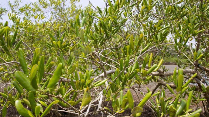 Scenic Cruise along Mangrove Forests