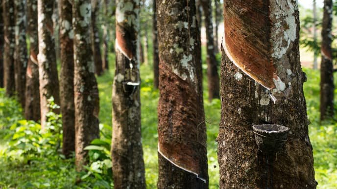 Hevea Plantagen und Traumstrände